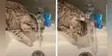 Mujer encuentra a su gatito bañándose y el video se vuelve viral [VIDEO]