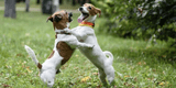 Perritos bailan al ritmo de la cumbia y sus curiosos pasos de baile son sensación en TikTok [VIDEO]