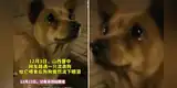 ¡Regalo de Navidad! Mujer ayuda a un perro callejero dándole comida y este conmueve con su 'llanto' [VIDEO]