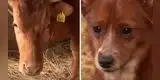 Perrito llora desconsoladamente al saber que su amiga vaca será sacrificada [VIDEO]
