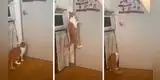 ¡Insólito! Gatito inteligente aprendió a abrir la puerta de su casa [VIDEO]
