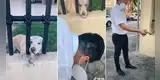 Perrito le entrega su pelota a transeúntes para que se lo lancen y pueda atraparla [VIDEO]