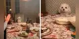 La tierna reacción de un perrito al ver que su familia lo está aplaudiendo [VIDEO]