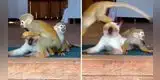 Gatito se convierte en el 'mejor amigo' de dos monos y sus aventuras causan furor en TikTok [VIDEO]