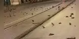 Año Nuevo: cientos de aves muertas cubrieron las calles de Roma tras fuegos artificiales