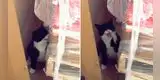 Gatito 'alérgico' roba suspiros en TikTok con sus tiernos estornudos [VIDEO]