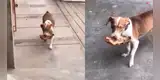 Perro regresa a la casa de su dueña con un hueso de pavo y tiene épica reacción al ser regañado [VIDEO]