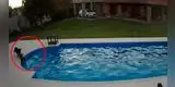 Facebook: valiente perrita rescata a su compañera ciega de morir ahogada en la piscina [VIDEO]