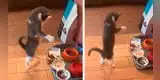 Gatita tiene curiosa reacción al ver por primera vez un omelet [VIDEO]