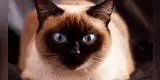 Gatito disfruta de un relajante masaje y su rostro se vuelve viral [VIDEO]