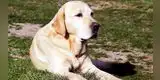Reto viral que te pondrá de cabeza: ¿Cuántos perros hay en la imagen? [FOTO]