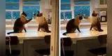 Sale a comprar y al regresar encuentra a sus gatos en una cómica escena [VIDEO]