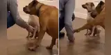Perro ve que su ‘amigo’ no sabe dar la pata y este le demuestra a su dueño que él sí sabe hacerlo [VIDEO]