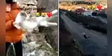Indignación en redes sociales por joven que se grabó lanzando a su gato desde un barranco