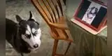 Perros protagonizan tierna escena al reencontrarse a través de una videollamada [VIDEO]