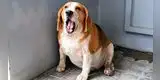 Mascotas: Evita el sobrepeso en tu perro y gato