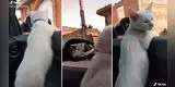 Gato viaja como copiloto en el carro de su dueña y termina cometiendo divertido blooper [VIDEO]