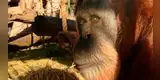 Estados Unidos: la orangután más longeva del mundo muere a los 61 años [VIDEO]