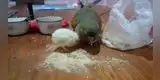 Loro cría a un pollito como si fuera suyo y su historia causa furor en las redes sociales [FOTO]