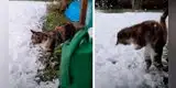 Gatito tiene adorable reacción al tocar la nieve por primera vez [VIDEO]