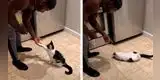 Gatito inteligente aprende trucos como si fuera un perro y causa furor en YouTube [VIDEO]