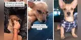 Joven rescata a un perro en deplorables condiciones y su transformación es increíble [VIDEO]