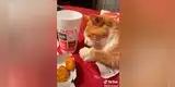 Gato finge estar dormido para intentar ‘robarle’ comida a su dueña y todo queda grabado [VIDEO]
