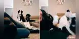 Joven finge estar triste para ver la reacción de sus perritos y escena conmueve a miles [VIDEO]