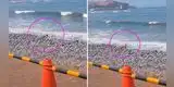 Perrito es captado 'nadando' en playa de Miraflores y divertida escena causa furor en TikTok [VIDEO]
