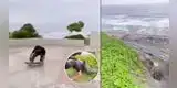 Skater hace arriesgado truco y casi cae al abismo de la Costa Verde en Miraflores [VIDEO]