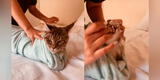 Veterinaria revela el truco para poder darle una pastilla al gato [VIDEO]
