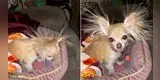 Perrito queda con los pelos parados por la electricidad estática y usuarios lo confunden con un Pokémon [VIDEO]