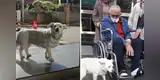 Perrita se reencuentra con su dueño tras esperarlo por toda una semana en la puerta del hospital [VIDEO]