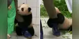 Oso panda no quiere separarse de su cuidador y se aferra a su pierna para que no se vaya [VIDEO]