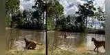 De terror: se sumergió al río con sus perros y peligrosa serpiente se cruzó por su camino [VIDEO]