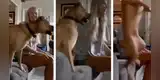Perro causa sensación en Internet por su manera de festejar un gol en partido de fútbol [VIDEO]