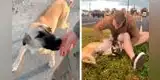 Militar conoce a un perro abandonado y meses después lo busca para adoptarlo [VIDEO]