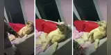 Joven regaña a su perro por una travesura y este lo sorprende con peculiar reacción [VIDEO]