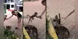 Intentó grabar lo que hacía el mono, pero este la sorprende llevándose su celular [VIDEO]