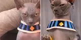 Disfraza a su gato de 'Bills', dios de la destrucción de Dragon Ball y arrasa con TikTok [VIDEO]