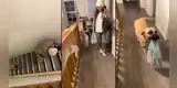 ¡El mejor amigo! Perro ayuda a su dueña con las compras de la casa y video enternece
