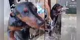 ¡Rica ducha! Perro enternece parándose en dos patas para que puedan bañarlo mejor [VIDEO]