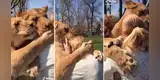 La emotiva reacción de unas leonas al reencontrarse con la mujer que las cuidó cuando eran bebés [VIDEO]
