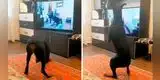 ¡Todo un atleta! perrito sorprende al hacer intensa rutina de ejercicios con tutorial [VIDEO]