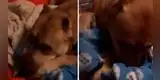 Perrito llora en un rincón y abraza a su mantita al ser abandonado por su familia [VIDEO]