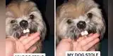 Perrito se pone una dentadura postiza  y termina pareciéndose a un conejo [VIDEO]