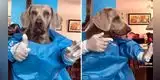 Visten a perro como médico y causa sensación por ‘vacunar’ contra el coronavirus [VIDEO]