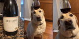 ¿Cómo lo hace? Perro sorprende en redes con copa de vino sobre su cabeza [VIDEO]