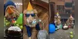 ¿El mejor cumpleaños? Perro es la sensación de las redes por singular sorpresa del dueño [VIDEO]