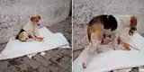 Perrita sin hogar pierde a sus bebés y adopta a uno gatitos abandonados en la calle [VIDEO]